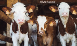 Cow slang #1