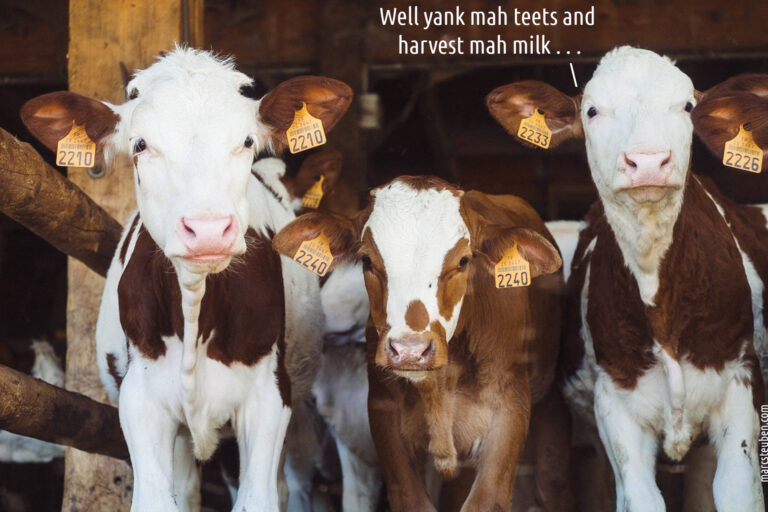 Read more about the article Cow slang #1